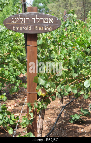 Israël basse Galilée Tabor Winery Emerald Riesling raisins sur une vigne Août 2008 Banque D'Images