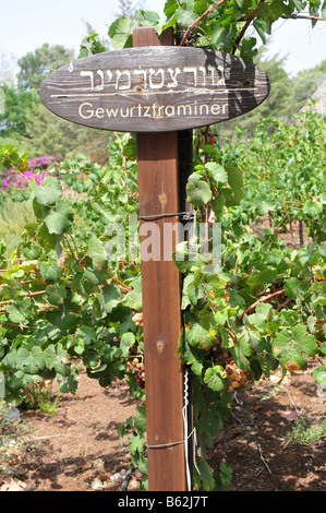 Israël basse Galilée Tabor Winery Gewurztraminer raisins sur une vigne Août 2008 Banque D'Images