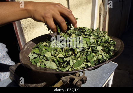 Pesée de la feuille de coca pour l'utilisation traditionnelle dans un magasin de village Los Yungas Coroico Bolivie Banque D'Images