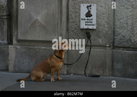 Chien attendant dehors store Banque D'Images