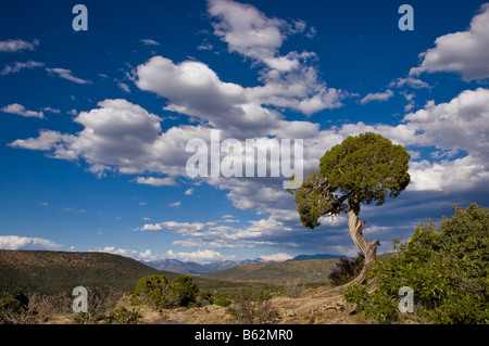 Arbre généalogique de Juniper et ciel, Parc National Black Canyon of the Gunnison, Colorado. Banque D'Images