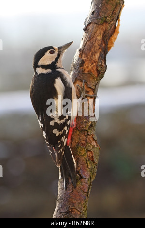 Pic épeiche femelle Dendrocopos major alimentation dans des environnement de jardin Banque D'Images