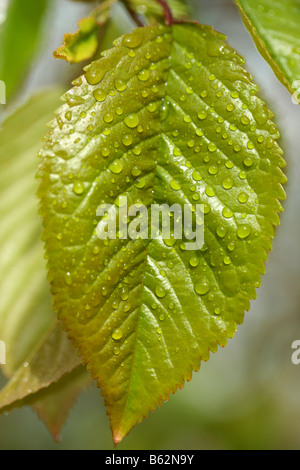 Feuilles et gouttes Prunus Prunus avium ou cerassus Banque D'Images