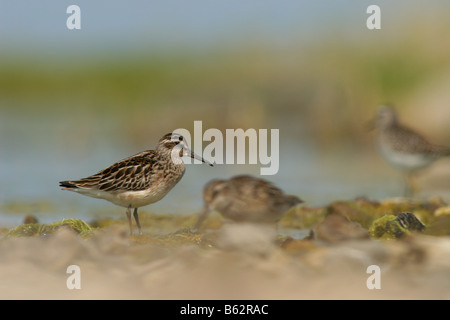 Faucon kobez (Limicola falcinellus). Banque D'Images