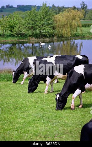 Friesian Holstein vaches qui paissent sur l'herbe, Droitwich, Worcestershire, Angleterre. Banque D'Images