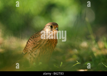 Faucon crécerelle (Falco tinnunculus) sur le terrain. Banque D'Images