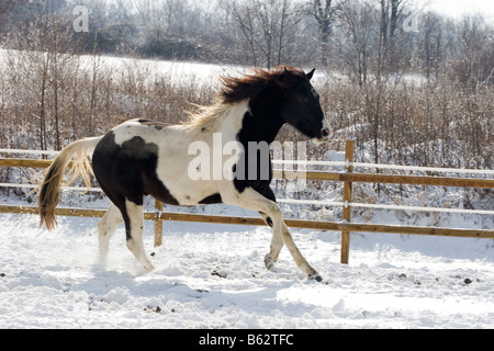 Cheval Noir et blanc galoper dans la neige Banque D'Images