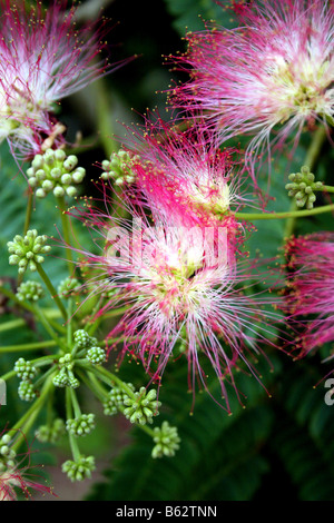 ALBIZIA JULIBRISSIN ROSEA. Arbre de soie. Banque D'Images