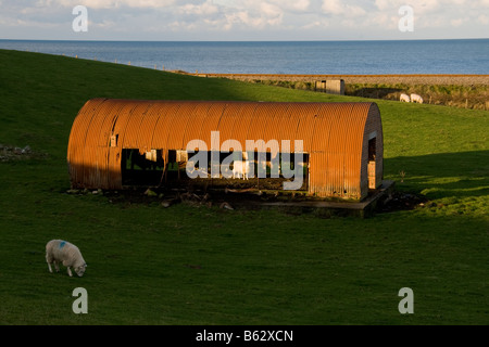 Mouton debout dans Tonfanau ondulé près de hangar, Gwynedd, Pays de Galles Banque D'Images