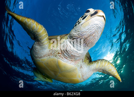 Tortue verte, Chelonia mydas, baignade en eaux peu profondes après aération sur la surface. Banque D'Images