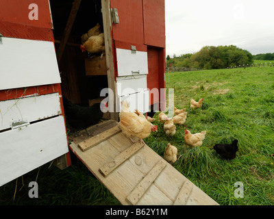 Free-Range chicken en sortant d'un coup d'ouverture. Banque D'Images