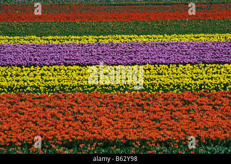 Pays-bas Zuid Holland Lisse Tulip field Banque D'Images