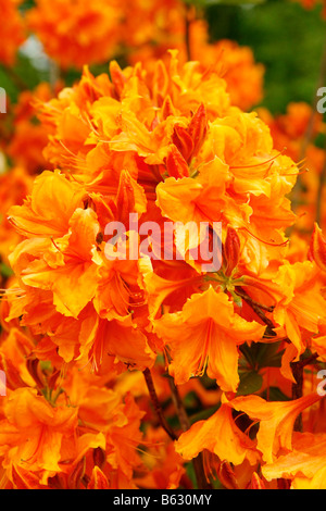 Royal Botanic Gardens à Kew Richmond London Angleterre Azalea Rhododendron jardin unique hybr Banque D'Images