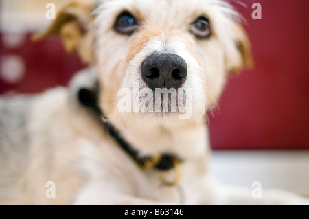 Chien Jack Russell close up Banque D'Images