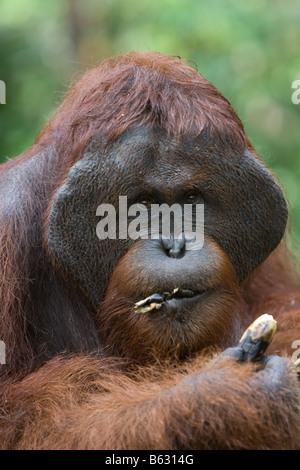 Mâle orang-outan à bride Pongo pygmaeus manger une banane dans Tanjung Puting NP Bornéo Banque D'Images