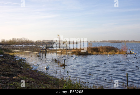 Leurres de canard sur l'Ouse, lavages Welney Banque D'Images