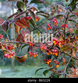 Euonymus gel baies couverte en hiver Banque D'Images