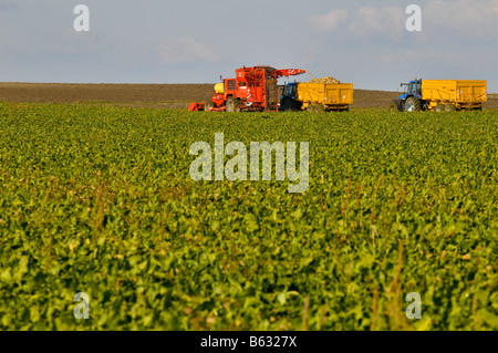 Arracheuse à betteraves tire de la betterave à sucre et rempli le tracteur remorque., France. Banque D'Images