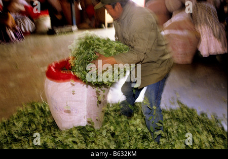 Marché principal pour l'utilisation traditionnelle de la Coca de La Paz Bolivie Banque D'Images