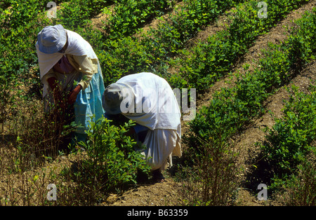 La récolte des feuilles de coca pour l'utilisation traditionnelle Los Yungas Bolivie Banque D'Images