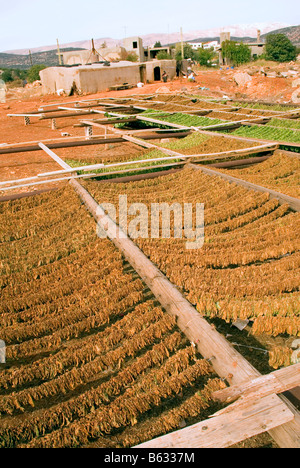 Des feuilles de tabac séchées exposés à Deir el ahmar, village à l'est de la Bekaa au Liban, baalbek Banque D'Images