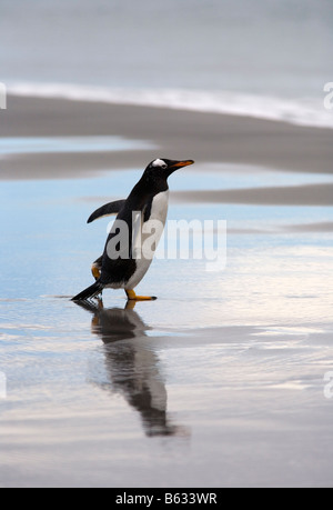 Gentoo pingouin (Pygoscelis papua) on beach, Sea Lion Island, Îles Falkland Banque D'Images