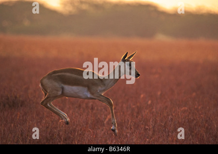 Blackbuck jumping Banque D'Images