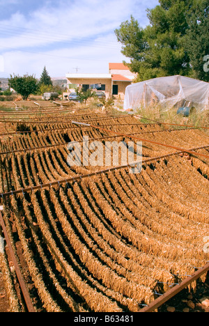 Des feuilles de tabac séchées exposés à Deir el ahmar, village à l'est de la Bekaa au Liban, baalbek Banque D'Images