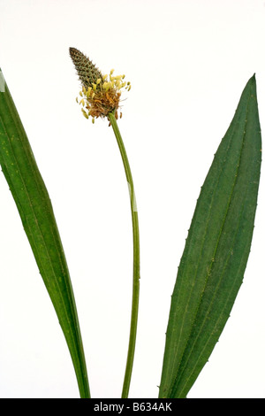 Plantago lanceolata Ribgrass Banque D'Images