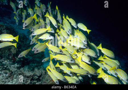 Banc de lutjans rayés bleus vers moi. Famille : Lutjanidae. Lutjanus kasmira. La vie marine sous-marine aux Maldives. Banque D'Images