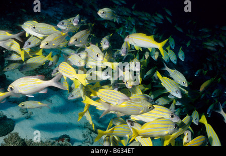 Vivaneaux rayés bleus et chèvre poisson dans un haut-fond. La vie marine sous-marine aux Maldives. Famille : Lutjanidae. Lutjanus kasmira. Banque D'Images