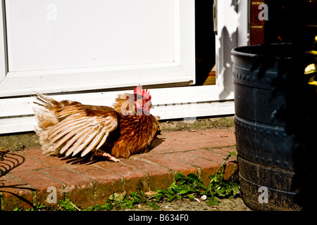 Une gamme de garçon se pavaner autour du jardin. Banque D'Images