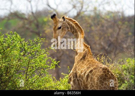 Wild girafe Giraffa camelopardalis girafe dans le sud de l'Afrique du Sud l'acacia-afrique manger ambiance green lea Banque D'Images