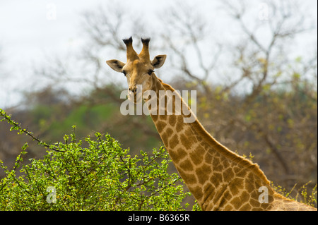 Wild girafe Giraffa camelopardalis girafe dans le sud de l'Afrique du Sud l'acacia ambiance-Afrique Banque D'Images