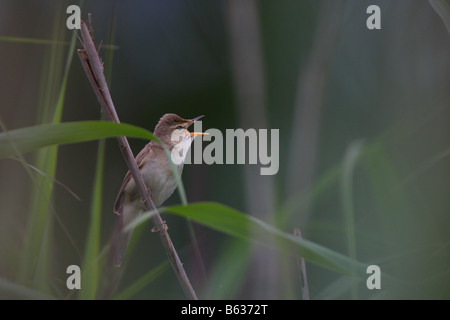 Marsh Warbler (Acrocephalus palustris) perché sur une seule tige de roseau, le chant. Banque D'Images