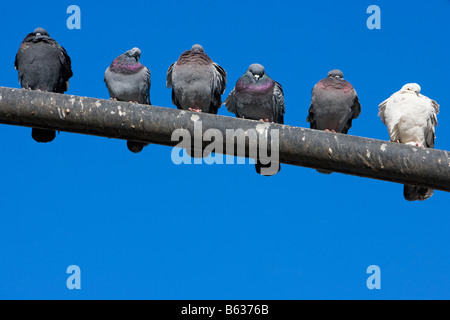 Low angle view de pigeons se percher sur un poteau, Central Park, Manhattan, New York City, New York State, USA Banque D'Images