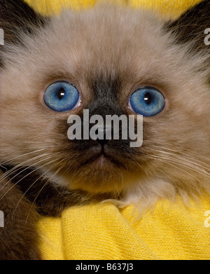 Chaton siamois Banque D'Images