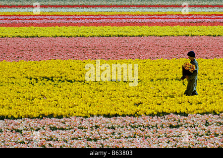 Pays-bas Zuid Holland Lisse travailleur travaillant dans le champ de tulipes Banque D'Images