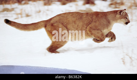 Mountain lion tournant dans la neige - conditions contrôlées Banque D'Images