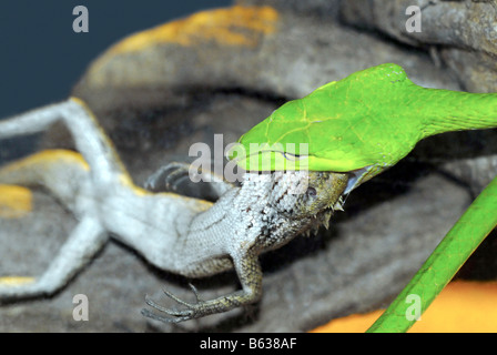 Un serpent DE VIGNE PRÉDATEURS SUR UN CAMÉLÉON À SENTOSA SINGAPORE Banque D'Images