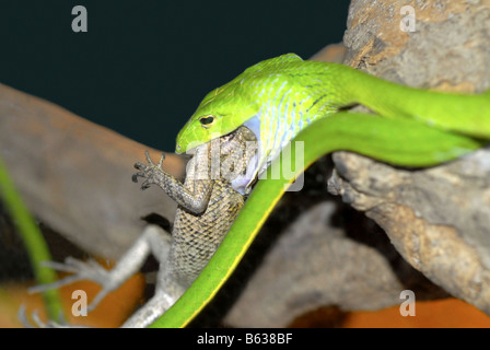 Un serpent DE VIGNE PRÉDATEURS SUR UN CAMÉLÉON À SENTOSA SINGAPORE Banque D'Images