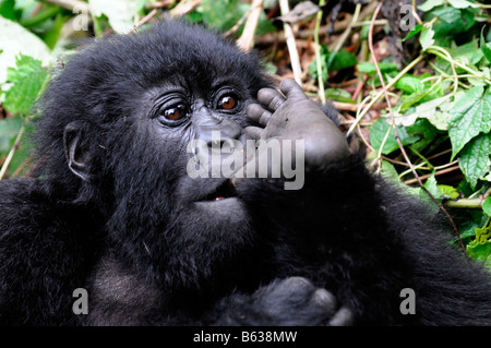 Jeune gorille de montagne Gorille Beringei sucer le pouce orteil sucer le comportement humain dans le Parc National des Volcans au Rwanda Banque D'Images