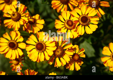 (Helenium Helenium autumnale), variété : Baronin Linden, fleurs Banque D'Images