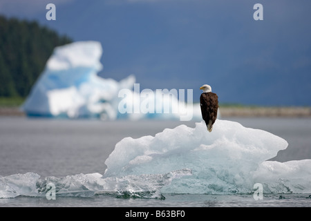 La Forêt nationale Tongass en Alaska États-unis Pygargue à tête blanche Haliaeetus leucocephalus reposant sur petit iceberg flottant dans Holkham Bay Banque D'Images