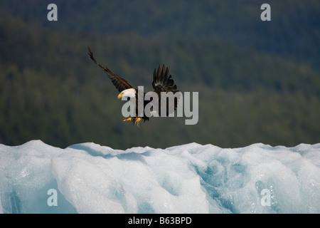 La Forêt nationale Tongass en Alaska États-unis Pygargue à tête blanche Haliaeetus leucocephalus atterrissage sur iceberg avec talons rempli de petits poissons Banque D'Images
