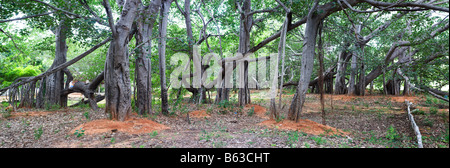 Ficus benghalensis. Thimmamma Marrimanu Banyan Tree, près de Kadiri, Andhra Pradesh, Inde. La plus grande du sud de l'Inde Banyan Tree Banque D'Images