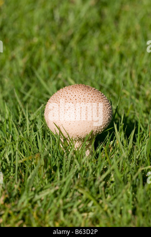 Vesse-de-commune Lycoperdon perlatum fructification de champignons poussant sur les herbages Banque D'Images