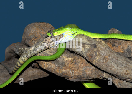 Un serpent DE VIGNE PRÉDATEURS SUR UN CAMÉLÉON À SENTOSA SINGAPORE Banque D'Images