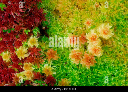 Un lit de sphaigne (Sphagnum angustifolium) en automne, Highlands, en Écosse. Banque D'Images