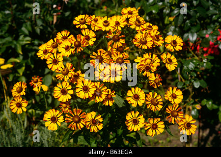 (Helenium Helenium autumnale), variété : Rauchtopas, plante en fleurs dans un jardin Banque D'Images